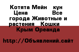 Котята Мейн - кун › Цена ­ 19 000 - Все города Животные и растения » Кошки   . Крым,Ореанда